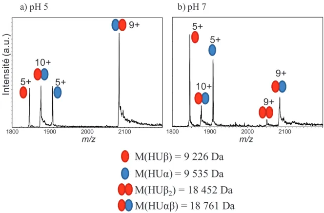 Figure 69: Spectres ESI-IT du dimère HUĮȕ en conditions natives à une concentration de 10  µM dans NH 4 OAc 50 mM, a) pH 5, b) pH 7,  avec un couple V SK /V CE  de 100/200V 