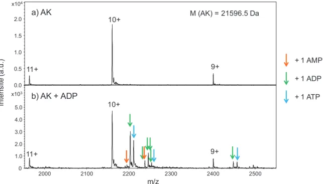 Figure 77: Spectres ESI-IT de 10 µM d’adénylate kinase (AK) dans NH 4 OAc 50 mM, pH 6.6,  a) seule, b) avec 50 µM d’ADP