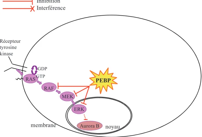 Figure 7 : Inhibition de la voie Raf/MEK/ERK par la PEBP PEBP