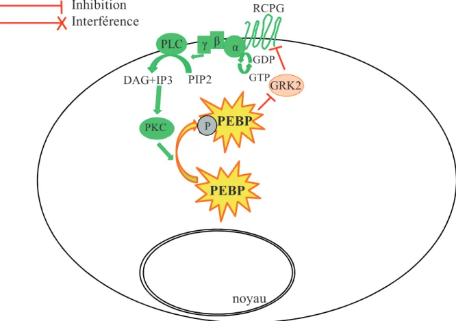 Figure 9: Inhibition de la voie des récepteurs couplés aux protéines G par la PEBP DAG+IP3PIP2