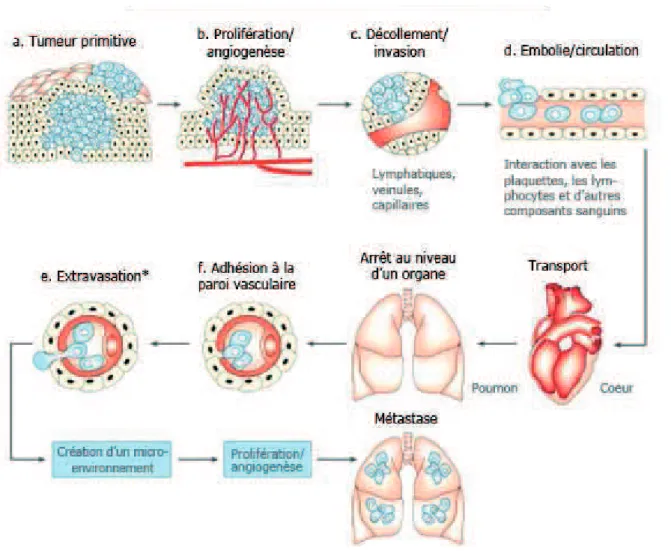 Figure 11 : Principales étapes de la formation des métastases (A. Bellahcène, V. Castronovo  (Université de Liège)) [c] 