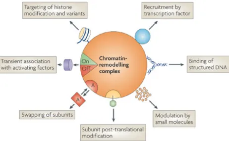 Figure 22 : Diversité structurale et fonctionnelle des complexes de 