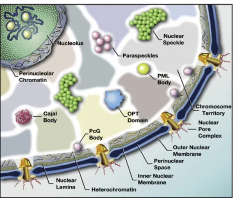 Figure 27 : ‘’Nuclear  neighbourhoods’’ . 
