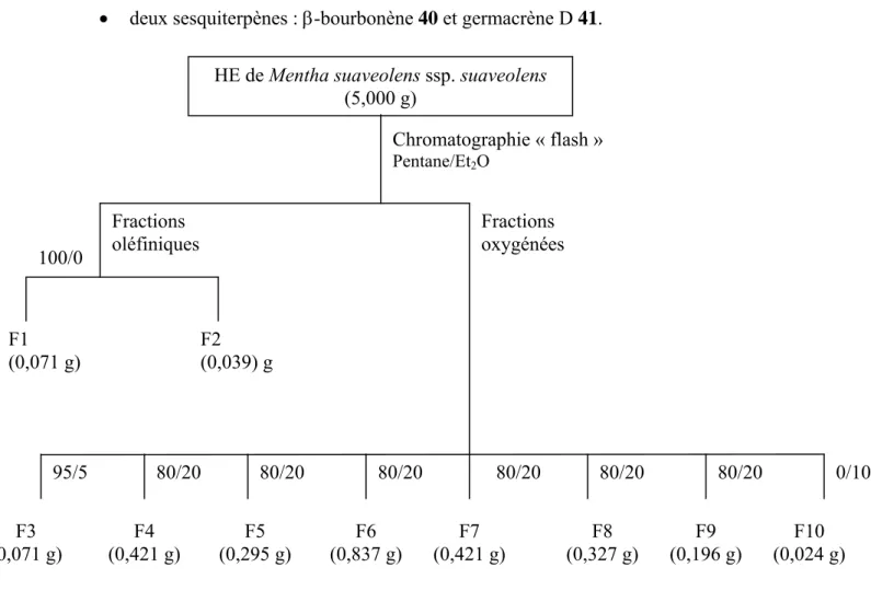 Figure 15  :  Schéma de fractionnement de l’huile essentielle de M. suaveolens ssp. 