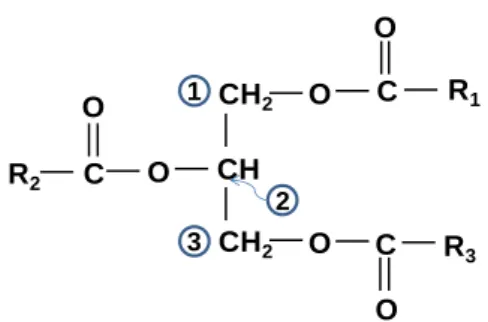 Figure I-1-2. Structure d’un triacylglycérol simple  (Alais et al., 2008). 