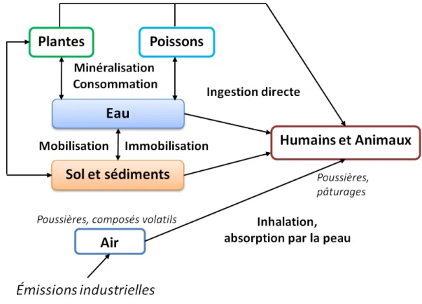 Figure 1.3 : Sc héma récapitulatif des différentes sources d’arsenic pouvant entrainer une  intoxication (modifié de Brandstetter et al., 2000) 