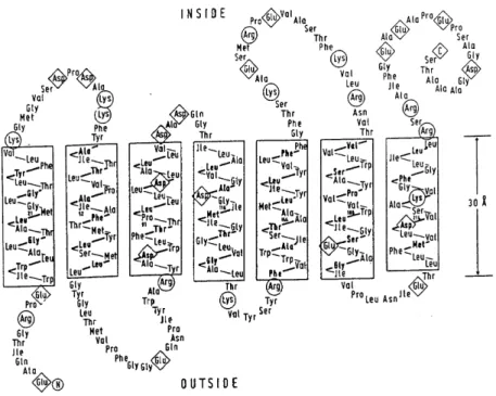 Figure 19. Modèle de la Bactériorhodopsine. Les cercles et les losanges représentent les résidus  chargés 137 