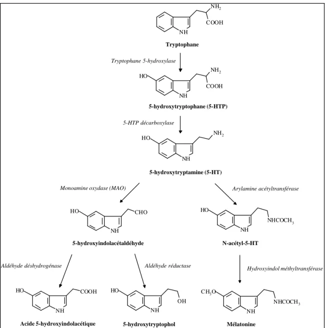 Figure 3. Biosynthèse et catabolisme de la sérotonine. 