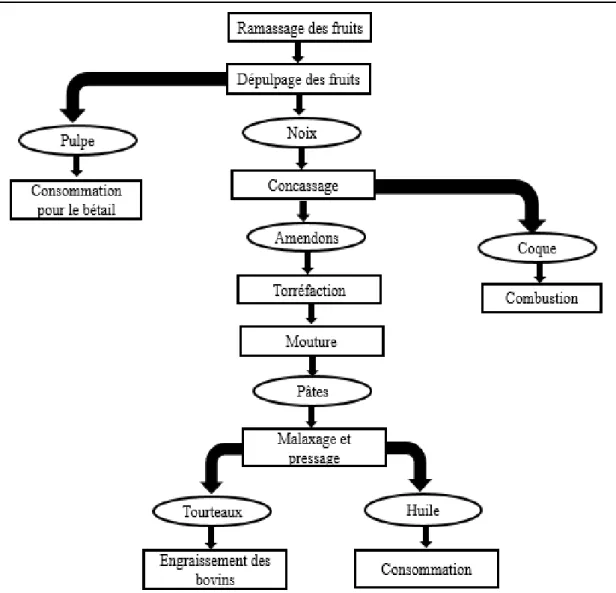 Figure 6: Procédé traditionnel de fabrication de l’huile d’argan (Charrouf, 1991) 