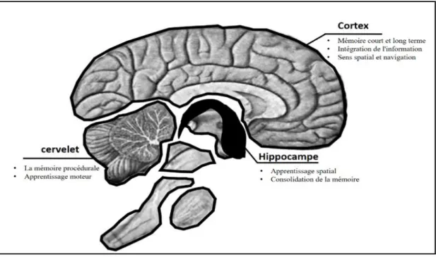 Figure 12: Les zones de cerveau et la mémoire