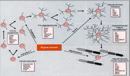 Figure 14: Représentation schématique des étapes du développement  oligodendrocytaire (Baumann and Pham-Dinh, 2001) 