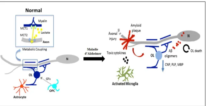 Figure 15: Mécanismes potentiels des interactions oligodendrocytes - neurones Dans  la  maladie  d'Alzheimer,  l’amyloïdes  Aβ  dérivés  de  la  protéine  précurseur  de  l'amyloïde  par  clivage  séquentiel  de  la  protéine,  sont  déposées  autour  des 