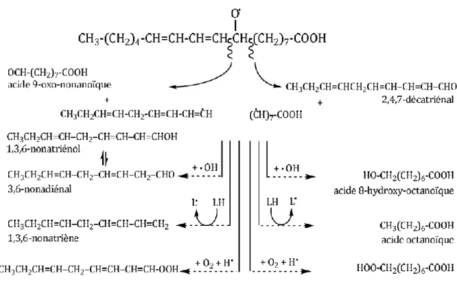 Figure I.14. Formation des composés secondaires d’oxydation à partir des 