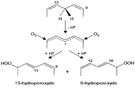 Figure II.3. Schéma de réarrangement des doubles liaisons au sein de l’acide linoléique au  cours de l’oxydation (Frankel, 2005e)