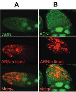 Figure 22: Hybridation in-situ de l’ORF3 (env) du rétrovirus endogène tirant (rouge) dans les  descendants des croisements A (Mâle Mayotte x  Femelle Chicharo) et B (Mâle Chicharo x Femelle Mayotte)