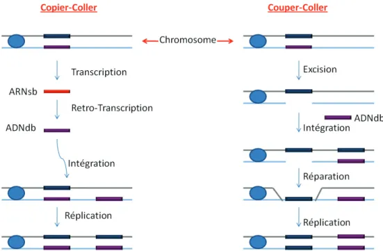 Figure 3: Schéma simplifié des deux modes de transposition des ET.  