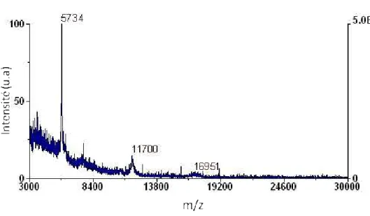Figure  3.4.  Spectre  d’analyse  du  mélange  de  l’insulin  bovine  (5734  Da),  la  thioredoxin  (protéine  de  Escherichia  coli,  11700  Da),  et  l’apomyoglobin  (16952  Da)  par  LDI-MS  sur  nanofils  de  silicium  silanisés par OTS puis exposés à 
