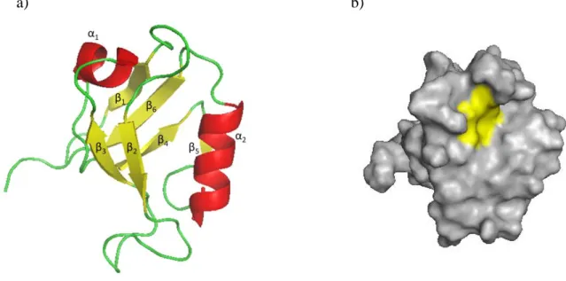 Figure 5 : a) Structure 3D d’un domaine PDZ (PSD-95 PDZ1) (PDB : 2KA9) b) Structure 3D en surface (en jaune  boucle GLGF) 