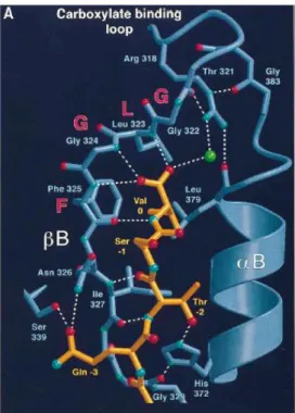 Figure 8 : Interactions entre PSD-95 PDZ3 et le peptide VSTQ (PDB : 1BE9) 