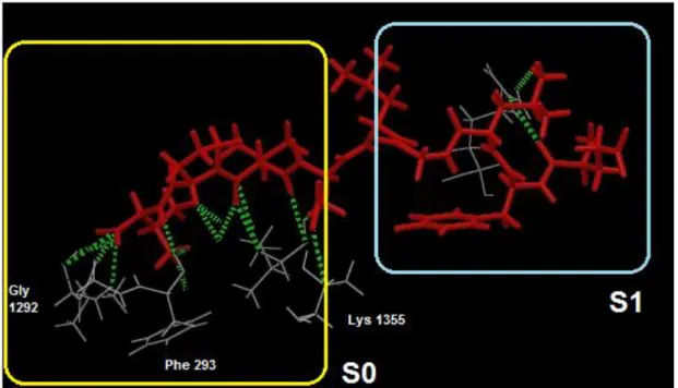 Figure 12 : Représentation 3D des interactions hydrogène (vert) entre la protéine à domaine PDZ Erbin et le peptide  ErbB2 (rouge) (PDB : 1MFG) 