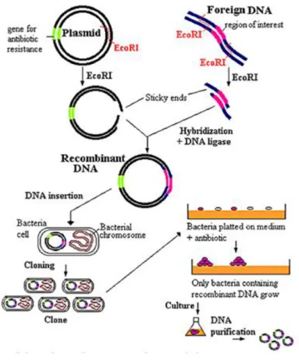 Figure 56 : Préparation du plasmide d’expression 153