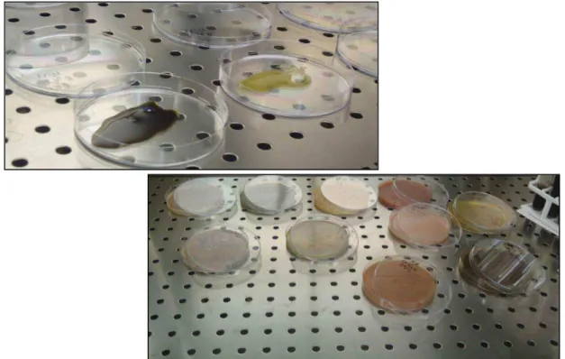 Figure 46 : Les boîtes de Petri avant et après ajout de MHA. 