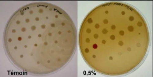 Figure 70 :  Comparaison entre le témoin et l’activité antimicrobienne de l’extrait dilué  à 0,5 % (5 mg/ml) dans le premier essai