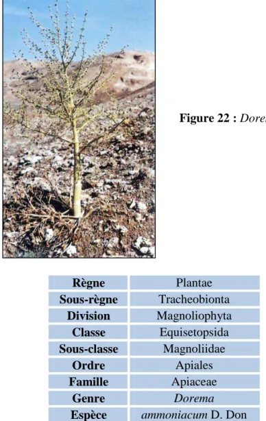 Tableau 6 : Classification botanique de Dorema ammoniacum D. Don. 