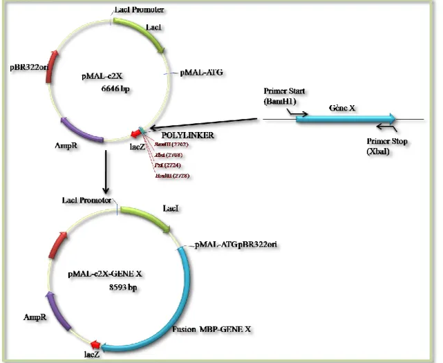 Figure 24 : Schéma de la stratégie de construction des vecteurs d’expression des gènes de  fusion de la MBP avec les différents gènes de la voie de synthèse des triglycérides