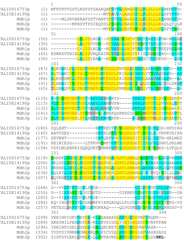 Figure 27 : Alignement multiple des gènes codant les différentes Mdhp chez les levures  Y