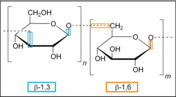 Figure 2. Résidus de D-glucose. Les positions des liaisons β-1,3 et β-1,6 sont respectivement  encadrées en bleu et en orange