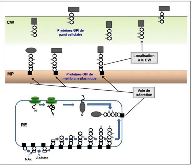 Figure 4. Schéma de la synthèse et du transport des protéines GPI. La biosynthèse du GPI  se déroule dans le réticulum endoplasmique