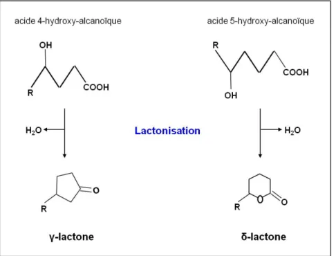 Figure 9. Structure et formation de la γ-lactone et la δ-lactone (Pagot et al., 1998 ; Waché  et al., 2002)