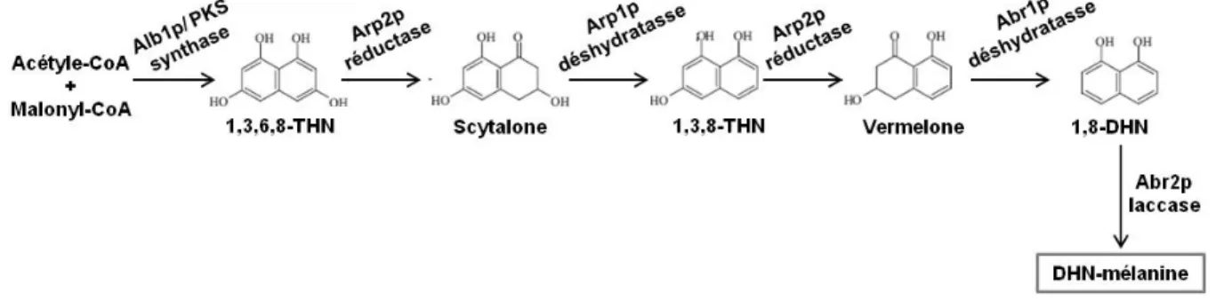 Figure 11. Voie de biosynthèse de pyomélanine chez les champignons. Tat) Tyrosine  aminotransferase ;  HppD) 4-hydroxyphénylpyruvate dioxygénase ; HmgA) Homogentisate  dioxygenase (Adapté de Schmaler-Ripcke et al., 2009)