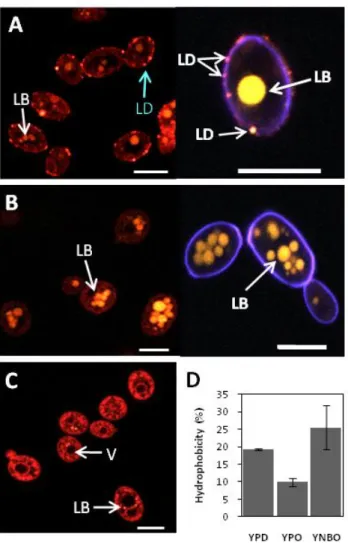 Figure I.14. Adherence and accumulation of fatty acids in Y. lipolytica. Yeast cells grown  on methyl oleate containing medium, YNBO (A) and YPO (B) or glucose (C) were stained  with nile red to be observed by confocal microscopy