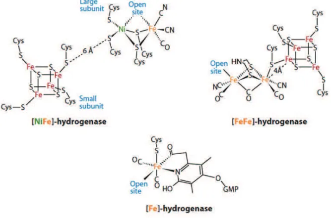 Figure tirée de  (Thauer, Kaster et al. 2010). GMP : guanosyl monophosphate. Les sites vacants pour  un ligand sont notés « Open site »