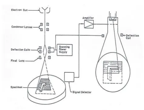 Figure II-4 Schéma de principe d’un microscope électronique à balayage [ 9 ]. 