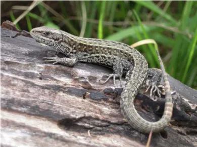 Figure 1. Adult male of the  species  Zootoca vivipara  (European common lizard) at  an outdoor enclosure in the  CEREEP, France (48°17´N,  2°41´E)