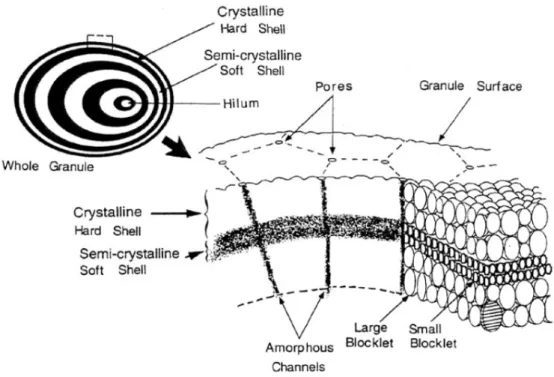 Figure 1-7 : Organisation du grain d’amidon en « blocklets » (Gallant et al., 1997). 
