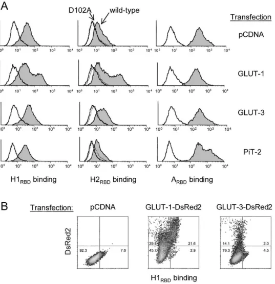 Figure 3. HTLV Envelope-Receptor Binding Increases in GLUT-1 Overexpressing Cells