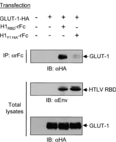 Figure 4. GLUT-1 Physically Associates with the HTLV Envelope Immunoprecipitation of HA-tagged GLUT-1 from 293T cells  trans-fected with expression vectors carrying control DNA, GLUT-1 alone, or a combination of GLUT-1 with either wild-type H1 RBD or the Y