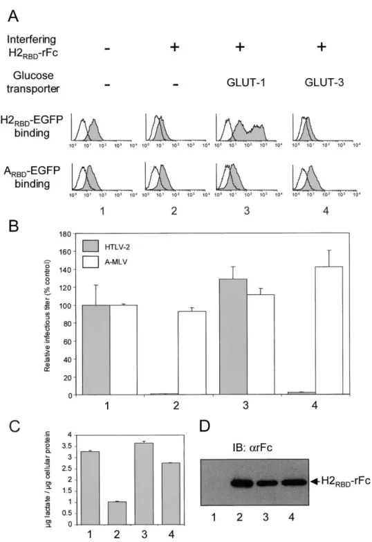 Figure 6. RBD Interference to HTLV Envelope Binding and Infection Is Alleviated by GLUT-1