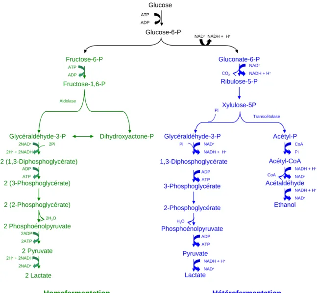 Figure  I.  2.  Représentation  schématique  des  principales  voies  de  fermentation  des  hexoses chez les bactéries lactiques