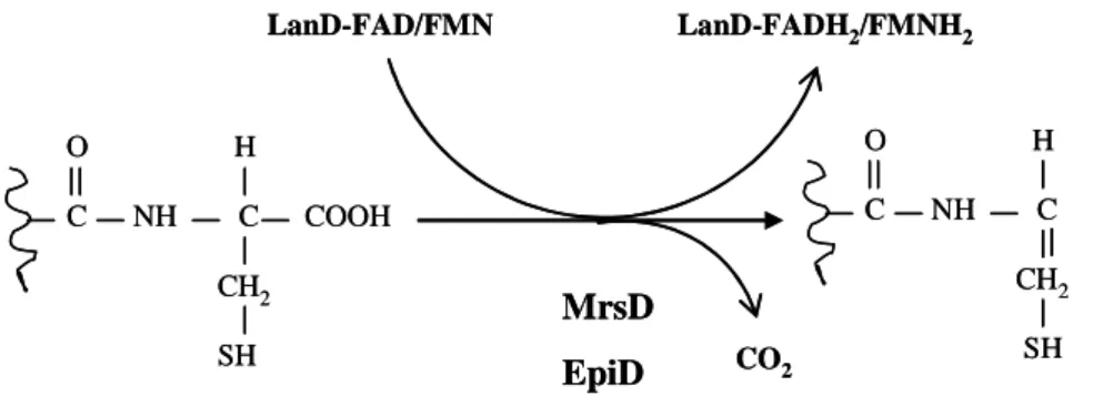 Figure I. 13. Décarboxylation oxydative d’une cystéine en aminoenthiol/ aminoenthiolate  lors de la biosynthèse de la mersacidine et de l’épidermine