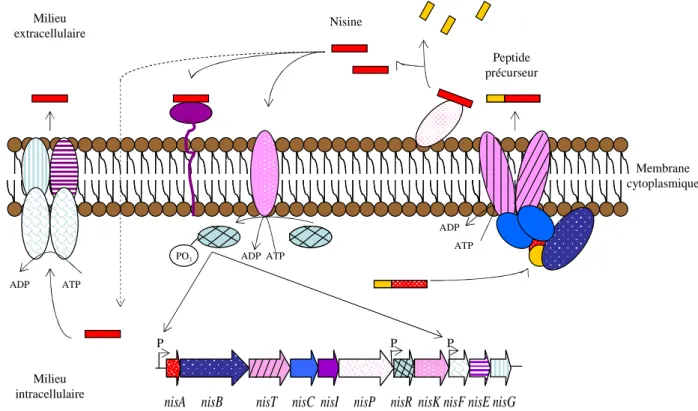 Figure  I.  14.  Schéma  de  biosynthèse,  de  sa  régulation  et  d’immunité  de  la  souche  productrice pour la nisine