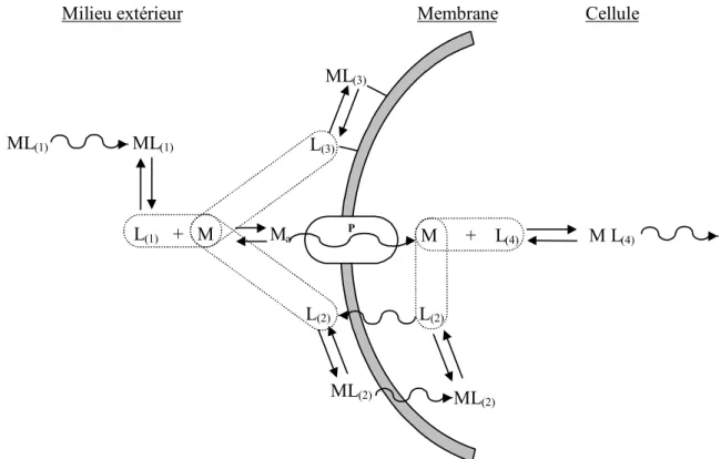 Figure 3 :   Représentation schématique du rôle des agents complexants dans l