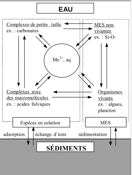 Figure 5 :   Réactions entre les différentes formes des métaux (M) en milieu aqueux  (Buffle, 1988)