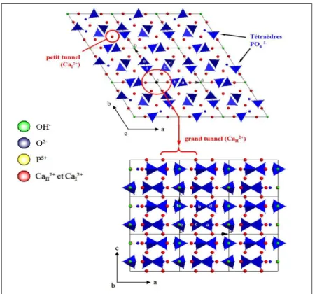 Figure 1. 1 : Structure de l’hydroxyapatite (Ca 10 (PO 4 ) 6 (OH) 2 ) [Chkir, 2011] 