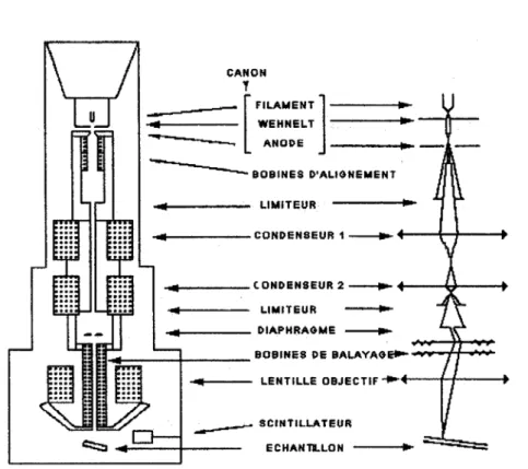 Figure 106  : schéma simplifié du microscope électronique à balayage. 