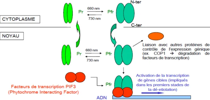 Figure 5: Mécanismes d’action des phytochromes chez A. thaliana (Quail, 2000). 